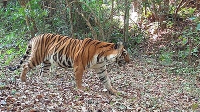 The STR – which is the northernmost tiger reserve in the western ghats – is located in the south-eastern part of Maharashtra, and spans the Ratnagiri, Satara and Kolhapur districts. (SOURCED) The STR – which is the northernmost tiger reserve in the western ghats – is located in the south-eastern part of Maharashtra, and spans the Ratnagiri, Satara and Kolhapur districts. (SOURCED)