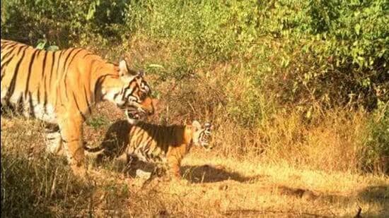 Tigress gives birth to a cub in Ramgarh Vishdhari Tiger Reserve (Representational image)