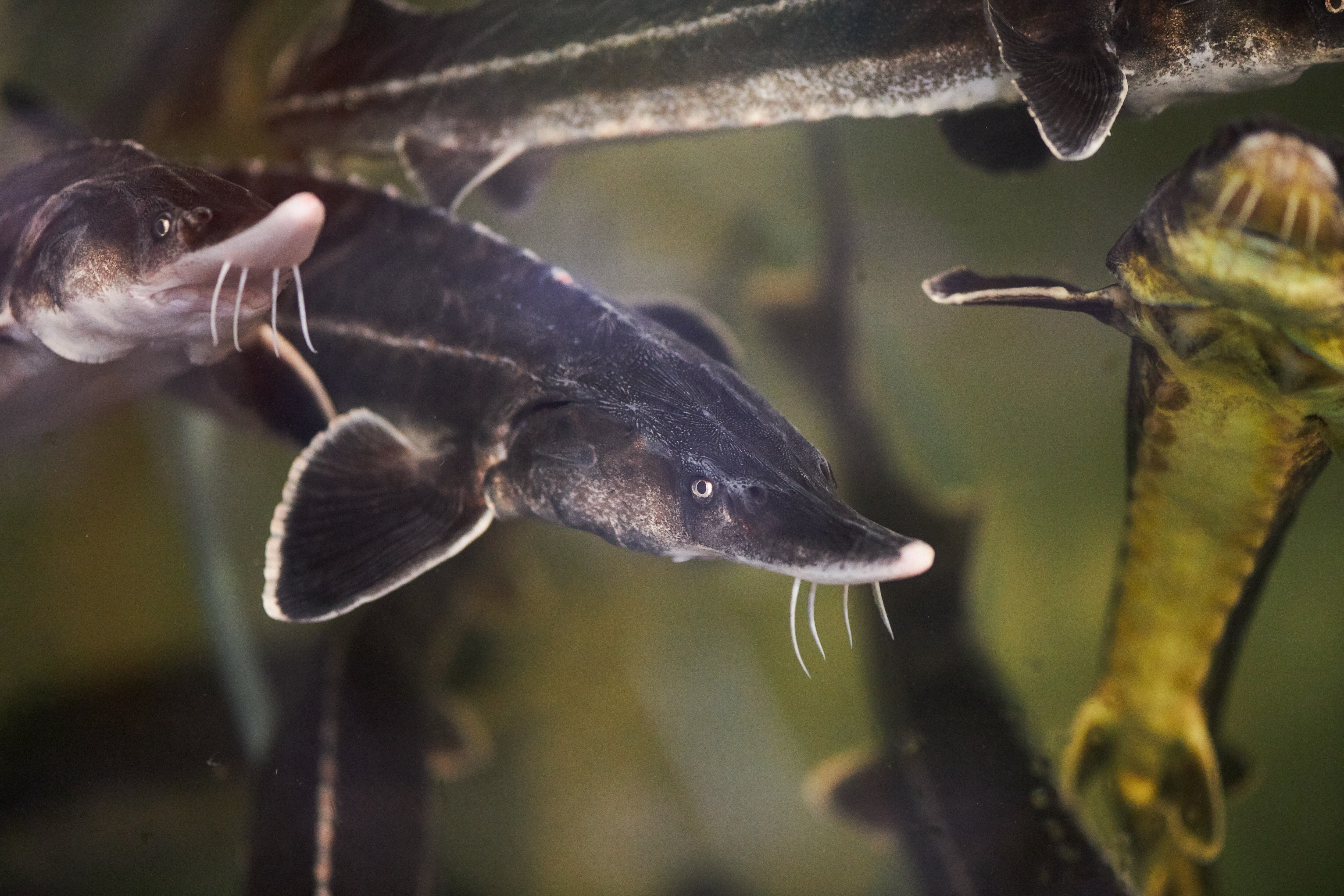 Sturgeons are held captive in too-small enclosures, slit open periodically for their roe, stitched up and rereleased to make more. (Adobe Stock) Sturgeons are held captive in too-small enclosures, slit open periodically for their roe, stitched up and rereleased to make more. (Adobe Stock)