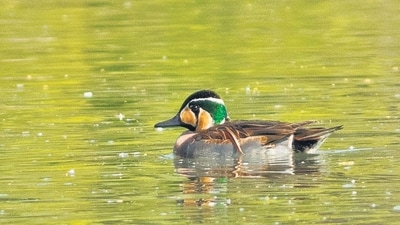 Baikal teal (Photo: Ashray Kamath) Baikal teal (Photo: Ashray Kamath)