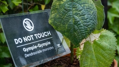 Gympie-Gympie is found in the rainforest areas of Australasia, the Moluccas, and Indonesia. (alnwickgarden.com)