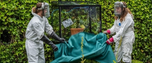 Two people handling Gympie-Gympie in protective gear. (alnwickgarden.com)