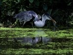 A heron with a plastic cup stuck through its throat stands on the banks of Morto river, in Rio de Janeiro.
