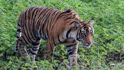 A tiger walks at the Ranthambore National Park in Sawai Madhopur district of India's Rajasthan on October 1, 2024. (AFP FILE PHOTO)