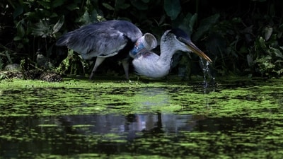 A heron with a plastic cup stuck through its throat stands on the banks of Morto river, in Rio de Janeiro. (Reuters)