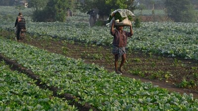 A farmer carrying vegetables during a foggy day in Kolkata, India, on Thursday, December 12, 2024. (Photo by Samir Jana/ Hindustan Times)