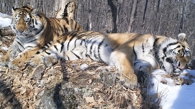 Two Siberian tigers reunited in the wild after being separated (X/@supriyasahuias) Two Siberian tigers reunited in the wild after being separated (X/@supriyasahuias)