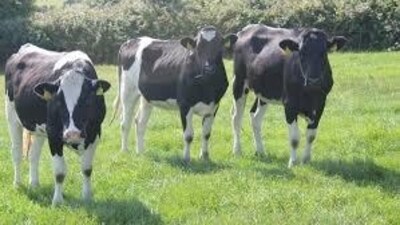 In rich countries, cows are unfashionable. The health-conscious are shunning red meat and switching to plant-based milk. (HT File) In rich countries, cows are unfashionable. The health-conscious are shunning red meat and switching to plant-based milk. (HT File)