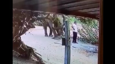 Elephant calmly signalled man to move, gently asking him to step aside in viral video. (X/@AMAZlNGNATURE) Elephant calmly signalled man to move, gently asking him to step aside in viral video. (X/@AMAZlNGNATURE)
