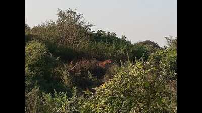 The tiger as captured by a drone camera (Sourced) The tiger as captured by a drone camera (Sourced)