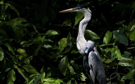 A heron with a plastic cup stuck through its throat sits among vegetation. (REUTERS)
