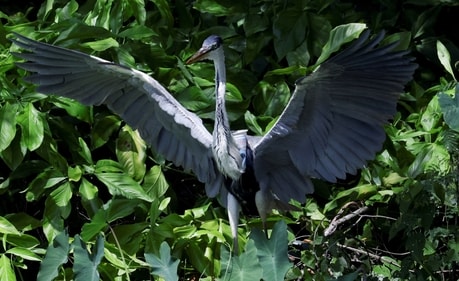A heron with a plastic cup stuck through its throat stands on a tree on the banks of Morto river, in Rio de Janeiro. (Reuters)