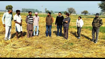 A team of agriculture department at Mansa’s Bhaini Bagha village during an inspection of pink stem borer in a wheat field on Monday. (HT) A team of agriculture department at Mansa’s Bhaini Bagha village during an inspection of pink stem borer in a wheat field on Monday. (HT)