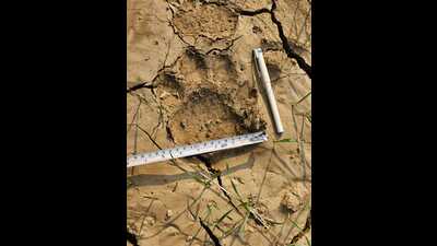 A tiger pugmark found in Katauli village of Lucknow on Tuesday (Sourced) A tiger pugmark found in Katauli village of Lucknow on Tuesday (Sourced)