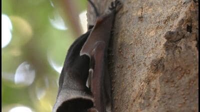 Experts say this is the first time that the bat has been spotted in northern India. (PHOTO: Mohan Singh) Experts say this is the first time that the bat has been spotted in northern India. (PHOTO: Mohan Singh)