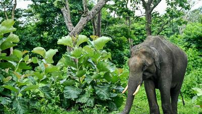 In 2023-24, 17 people lost their lives in wild elephant attacks in the state. There were 27 deaths in 2022-23 and 35 deaths in 2021-22 (AFP) In 2023-24, 17 people lost their lives in wild elephant attacks in the state. There were 27 deaths in 2022-23 and 35 deaths in 2021-22 (AFP)