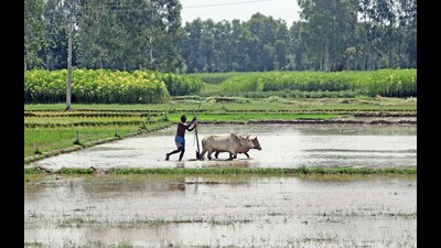 In June, the agriculture ministry, soon after the Modi government returned to power for a third time, had formed a panel headed by additional secretary Faiz Ahmed Kidwai to prepare a draft national policy framework on agricultural marketing. (ANI PHOTO) In June, the agriculture ministry, soon after the Modi government returned to power for a third time, had formed a panel headed by additional secretary Faiz Ahmed Kidwai to prepare a draft national policy framework on agricultural marketing. (ANI PHOTO)