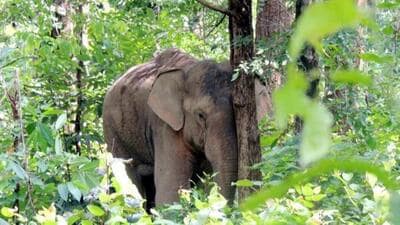 The victim was walking towards his home after deboarding a bus when the wild tusker attacked him reportedly without provocation around 9 pm Monday. (Representational image) The victim was walking towards his home after deboarding a bus when the wild tusker attacked him reportedly without provocation around 9 pm Monday. (Representational image)