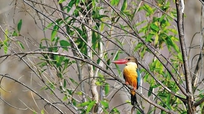 A species of bird (Isheta Salgaocar) A species of bird (Isheta Salgaocar)