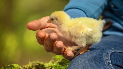 The chick had obstructed both the airway and food passage of the man (Pixabay/representative)