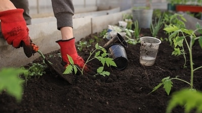 Homeowners with neglected gardens can rejuvenate their landscapes by simple steps. Homeowners with neglected gardens can rejuvenate their landscapes by simple steps.