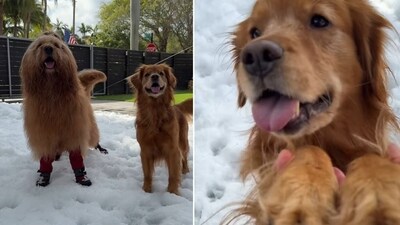 Internet is calling it a delightful treat (Instagram/@lunathatgolden) Internet is calling it a delightful treat (Instagram/@lunathatgolden)
