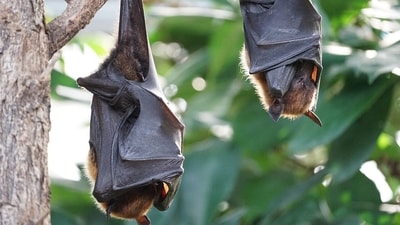 In US, two men died from a rare lung infection after using bat guano as fertiliser for cannabis plants. (Pixabay) In US, two men died from a rare lung infection after using bat guano as fertiliser for cannabis plants. (Pixabay)