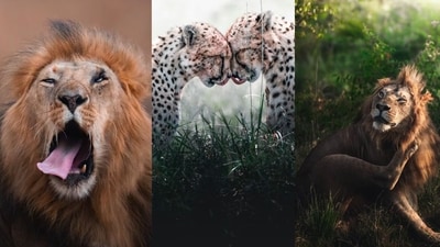 Dhir Jakharia captured the moments (Instagram/@dhirJakharia) Dhir Jakharia captured the moments (Instagram/@dhirJakharia)