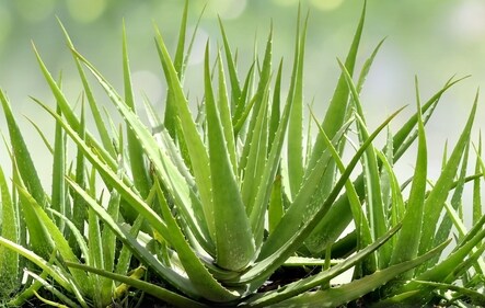 Aloe vera has moisturising and conditioning properties Aloe vera has moisturising and conditioning properties