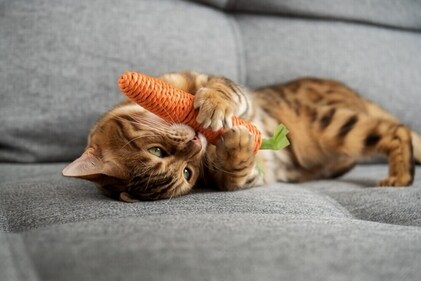 Chew toy was one of the popular pet toy this year. (Shutterstock)