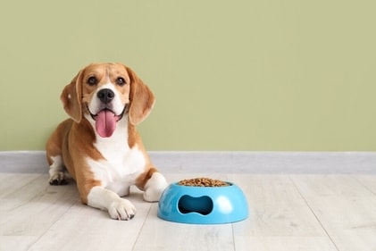 Dry food was given to dogs. (Shutterstock)