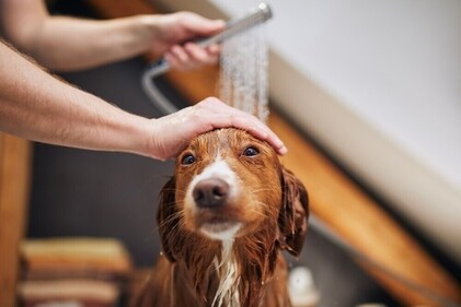 Hypoallergic shampoos were preferred. (Shutterstock)