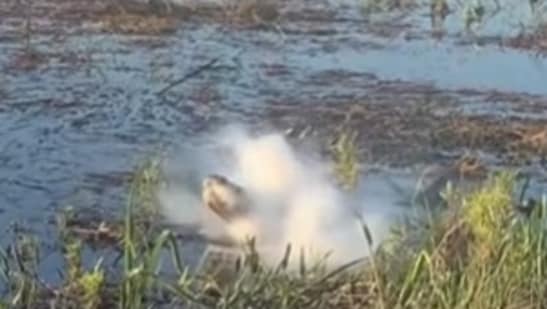 Crocodile snatched drone mid-air, causing smoke to erupt, raising concerns about wildlife safety. (Instagram/droneshakk)