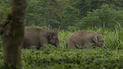 Elephants examined as part of the study. (Sourced image.) Elephants examined as part of the study. (Sourced image.)