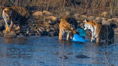 Social activist Vinod Papney criticised the administration for launching new safari zones in the Corbett landscape. (FILE PHOTO) Social activist Vinod Papney criticised the administration for launching new safari zones in the Corbett landscape. (FILE PHOTO)