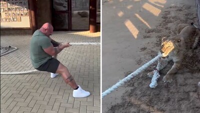 With its teeth clenched around the rope, the lioness effortlessly holds on while the bodybuilder struggles to maintain his posture. (X/@SomaKazima) With its teeth clenched around the rope, the lioness effortlessly holds on while the bodybuilder struggles to maintain his posture. (X/@SomaKazima)