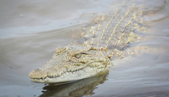 The crocodile dragged the woman and resurfaced with her lifeless body after an hour (representational image). (Unsplash/Glen Carrie)