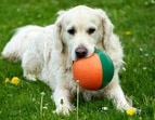 Dog_Breeds