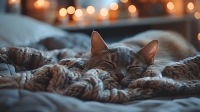Check out tips to protect your cat from cold weather challenges. (Pixabay) Check out tips to protect your cat from cold weather challenges. (Pixabay)