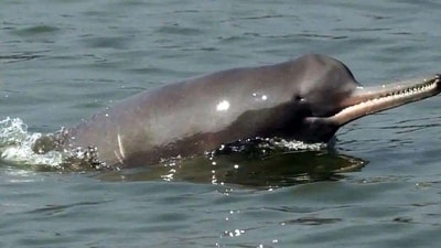 A Ganges River Dolphin. (File Photo) A Ganges River Dolphin. (File Photo)