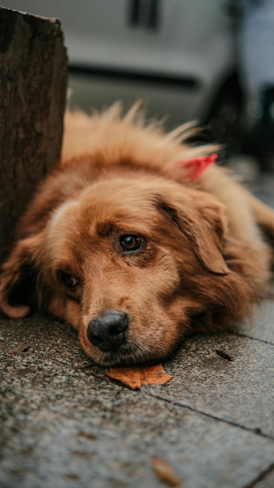 Fruits To Soothe A Dogs Stomach Reference: 6 Gentle Foods To Soothe Your Dog S Upset Stomach