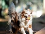 Border_collies