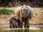 Elephant_