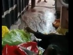 An Andhra woman received the body of dead man in her parcel An Andhra woman received the body of dead man in her parcel