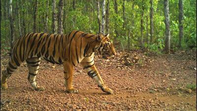 A tiger in its natural habitat at the Similipal reserve in Mayurbhanj, Odisha. (Official photo) A tiger in its natural habitat at the Similipal reserve in Mayurbhanj, Odisha. (Official photo)