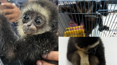 The agile Gibbons were seized at Kempegowda International Airport on Thursday The agile Gibbons were seized at Kempegowda International Airport on Thursday