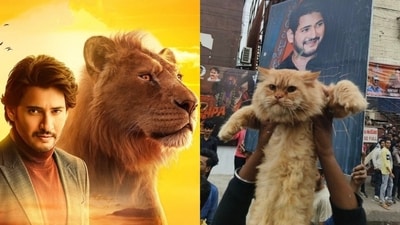 The cat that stole all the attention at the screening of Mufasa in Vijayawada. The cat that stole all the attention at the screening of Mufasa in Vijayawada.