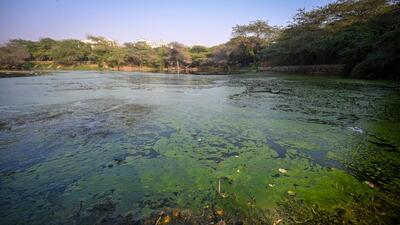 Satpula Lake at Khirki village on December 15. (Sanchit Khanna/HT Photo) Satpula Lake at Khirki village on December 15. (Sanchit Khanna/HT Photo)