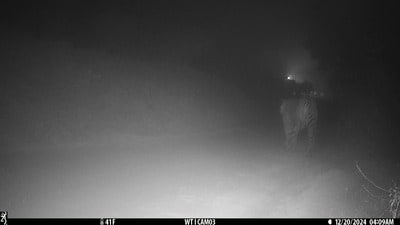 The tiger was near the control room in Rehmankheda when it was caught on camera on Friday early morning, the DFO of Awadh range said. (Sourced) The tiger was near the control room in Rehmankheda when it was caught on camera on Friday early morning, the DFO of Awadh range said. (Sourced)