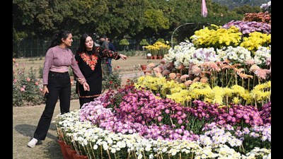 Visitors enjoying the Chrysanthemum show in PU, Chandigarh, on Friday. (Ravi Kumar/HT) Visitors enjoying the Chrysanthemum show in PU, Chandigarh, on Friday. (Ravi Kumar/HT)